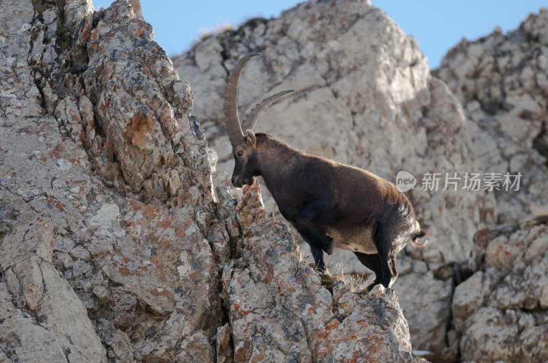 Vanoise Natl公园的野山羊。法国阿尔卑斯山脉